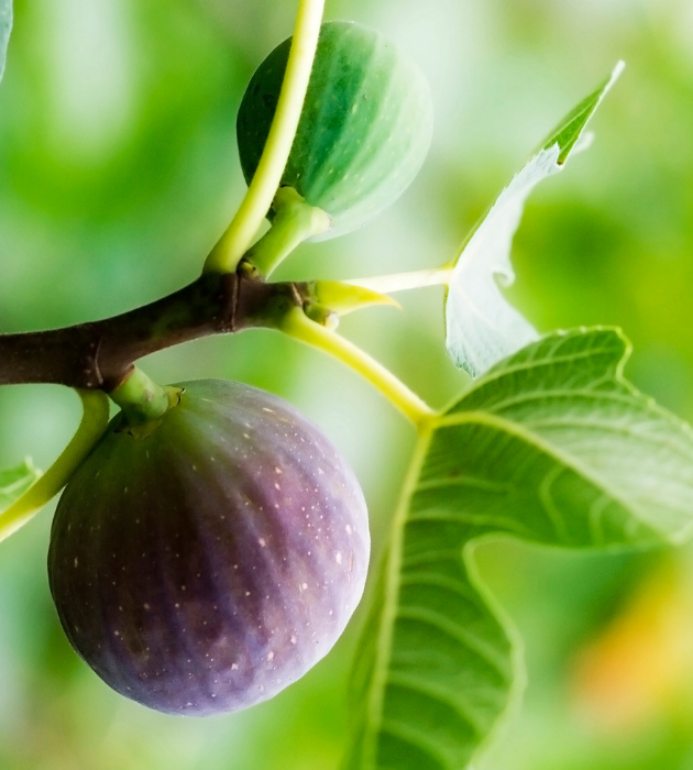 Planten | Plants