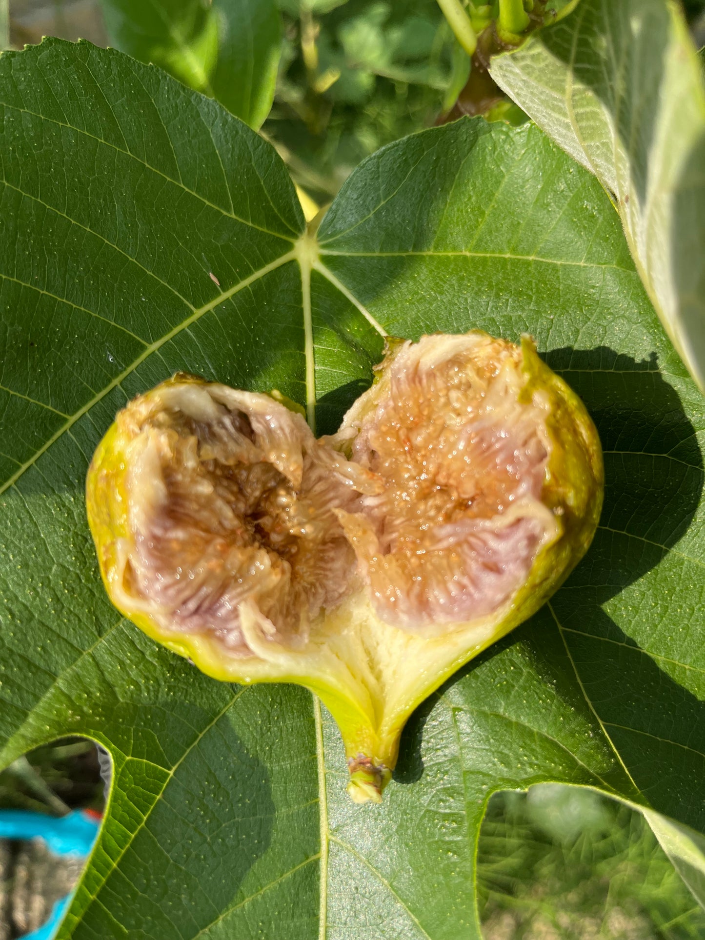 Staddone Viola cutting