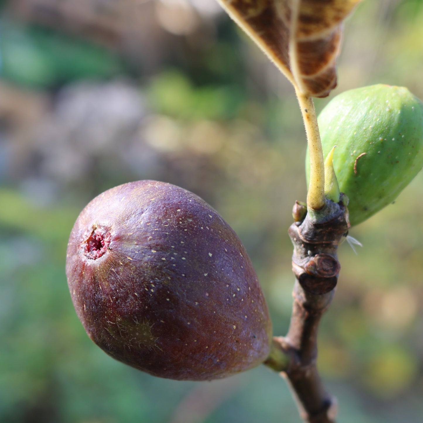 Bornholms Diamond cutting