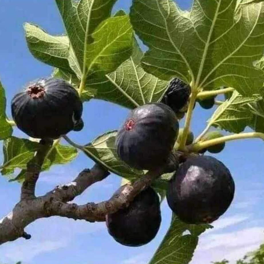 Black Madeira