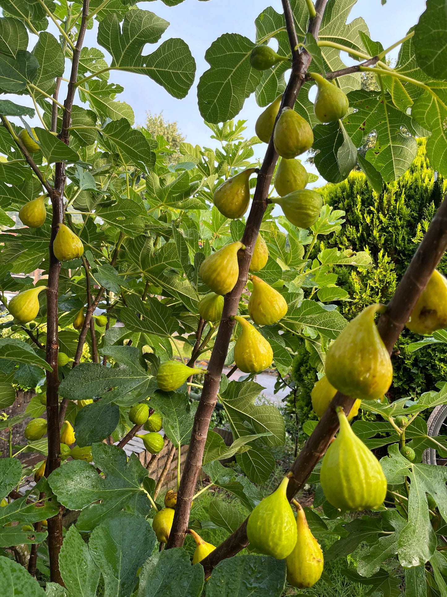 Madeleine des deux Saisons