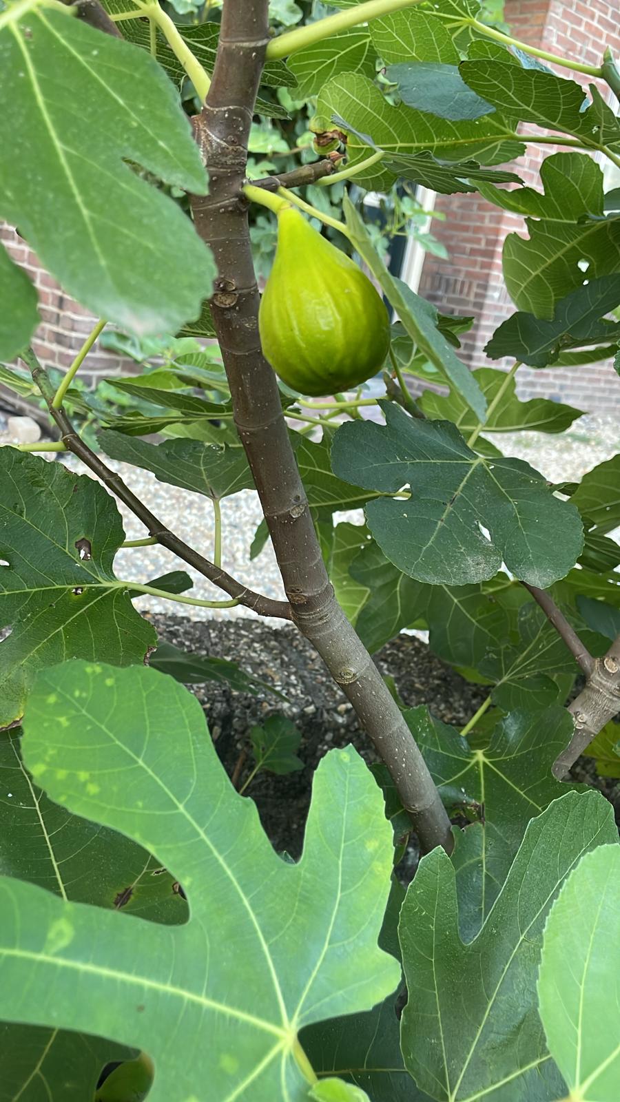 Madeleine des deux Saisons