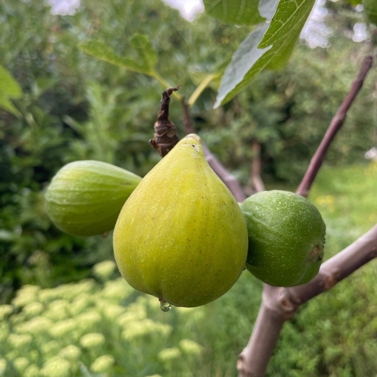 Madeleine des deux Saisons