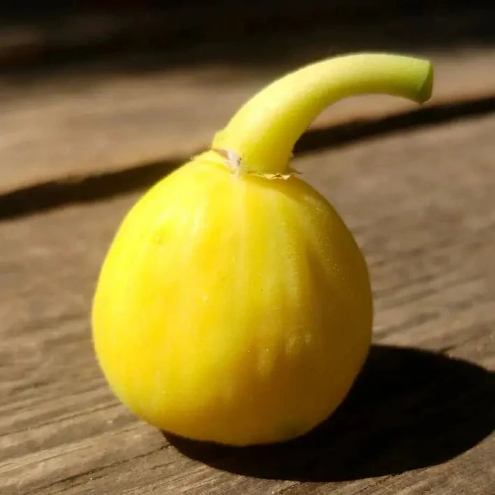 Meddin Lemon