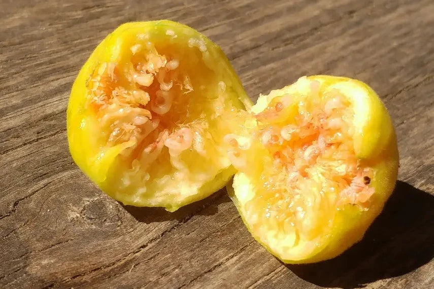 Meddin Lemon