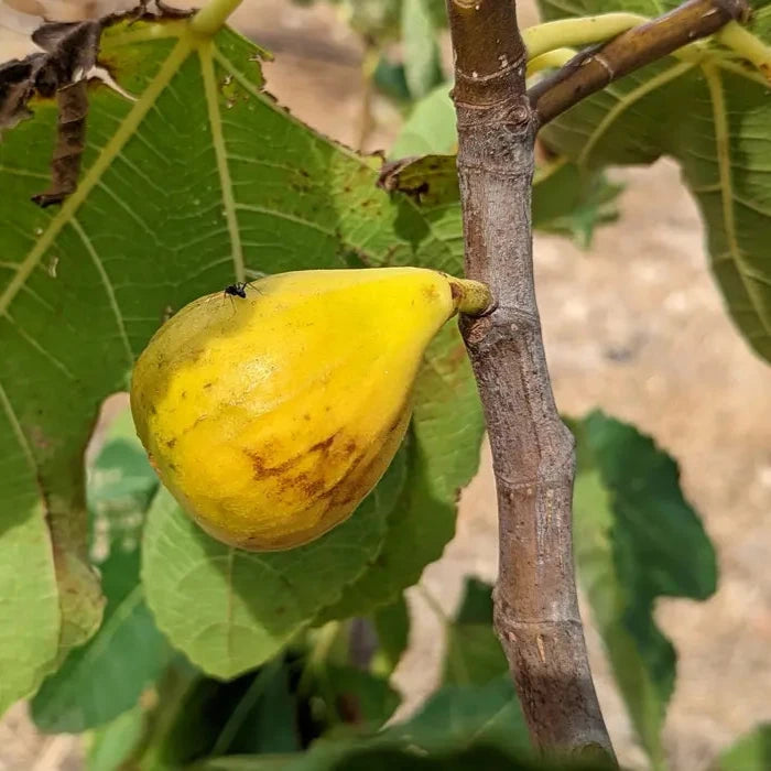 Meddin Lemon