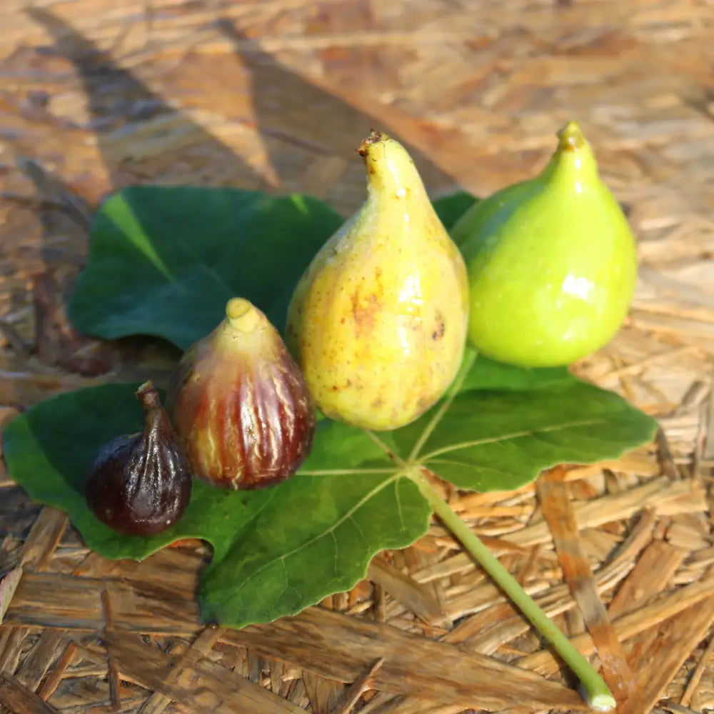 Excel Cutting Cutting