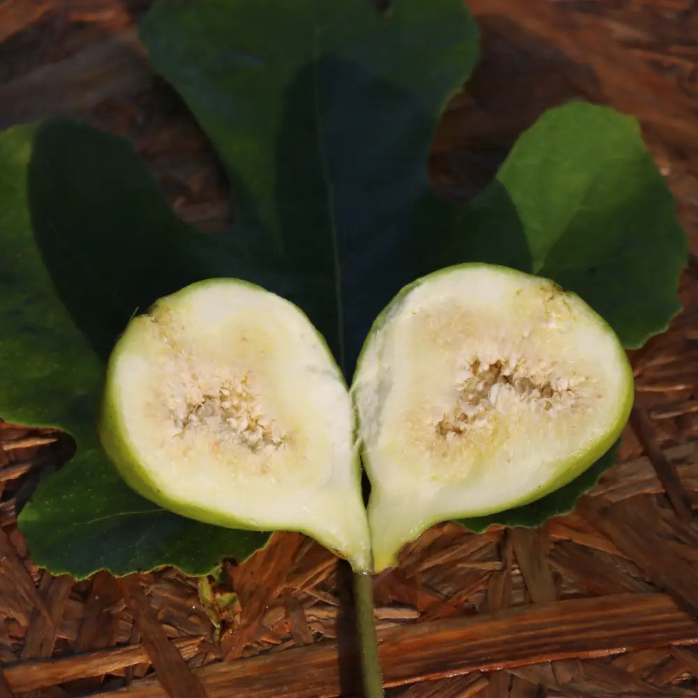 Excel Cutting Cutting