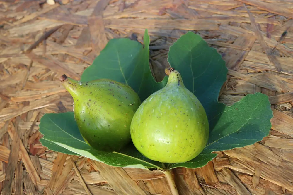 Excel Cutting Cutting