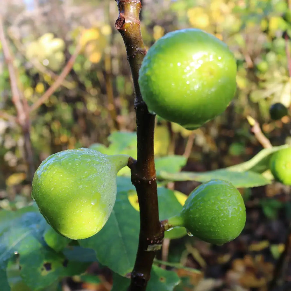 Excel Cutting Cutting