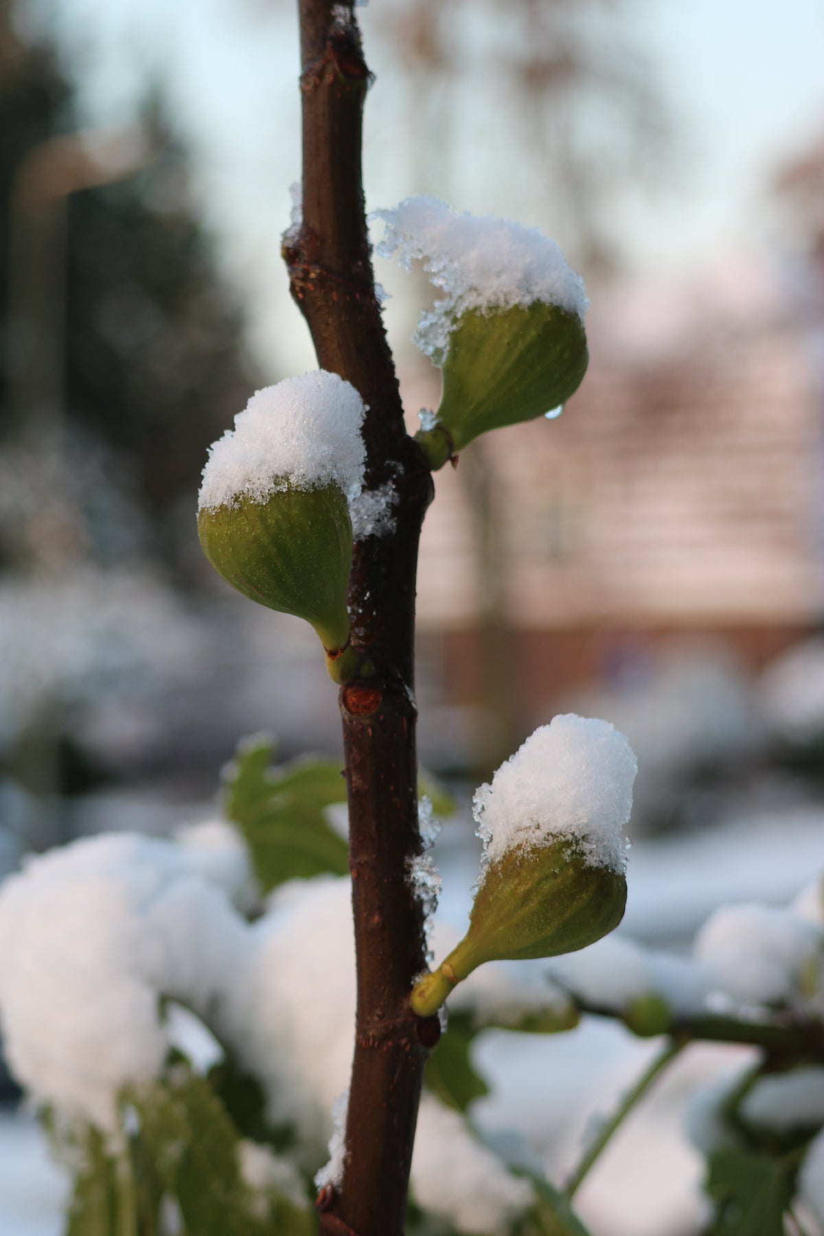 Stekken | Cuttings