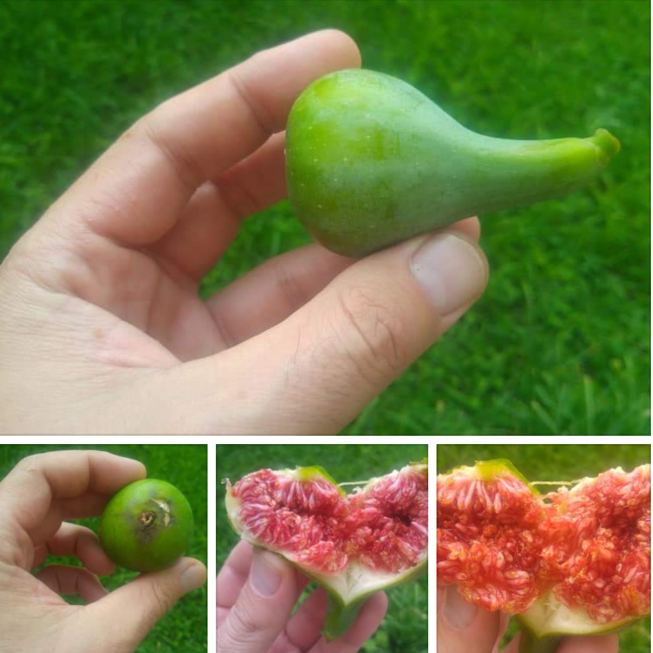 Picholetero