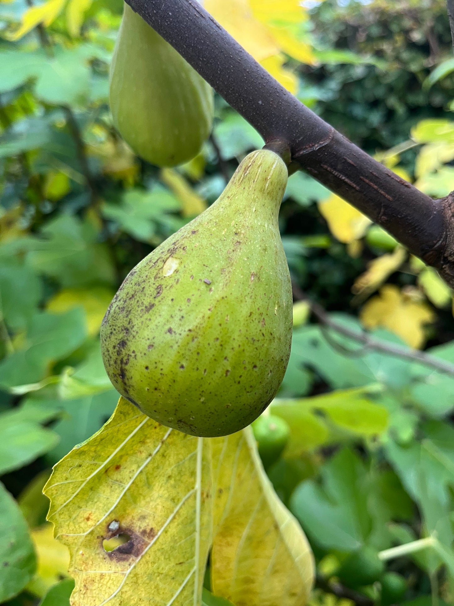 Croatian Yellow Giant