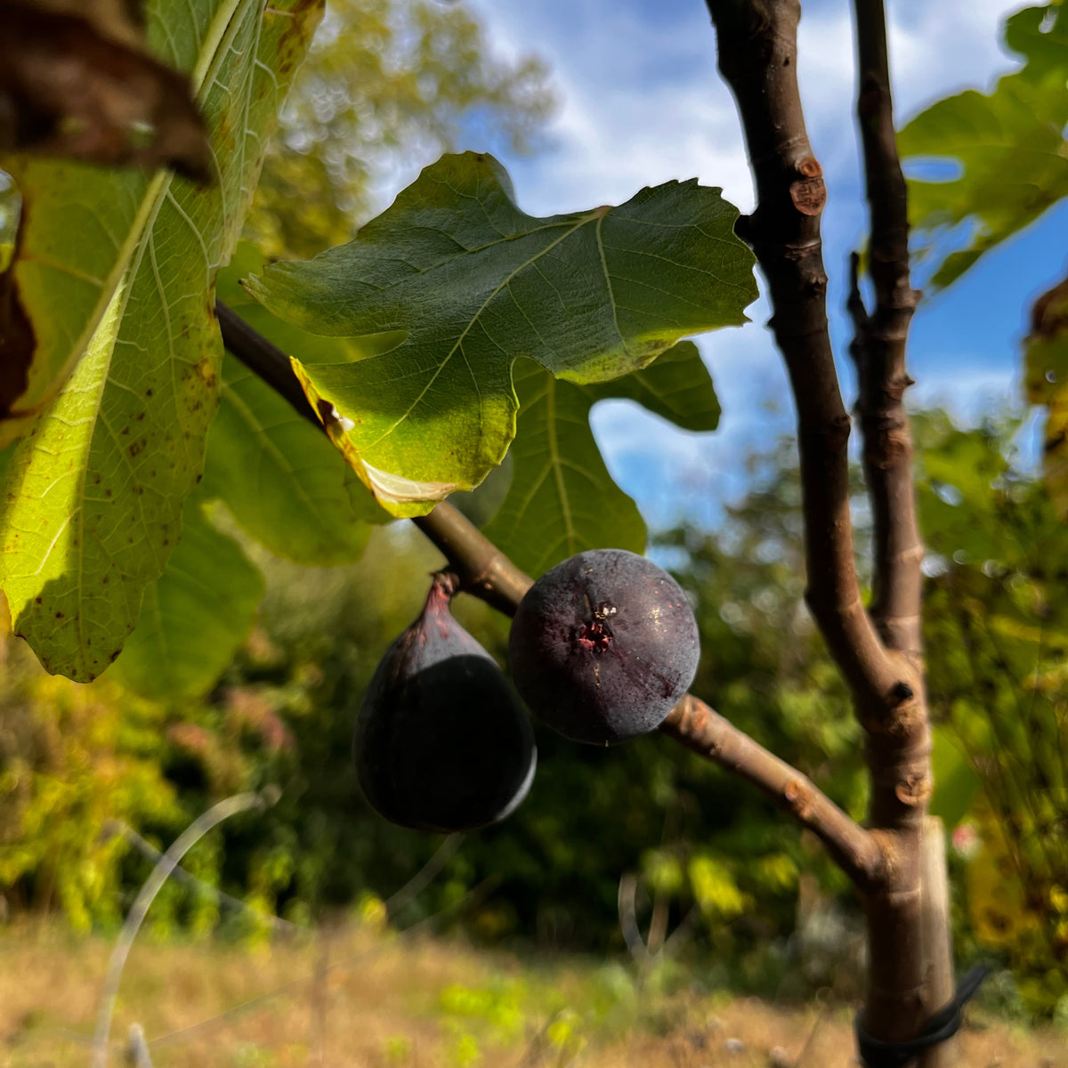 Piombinese