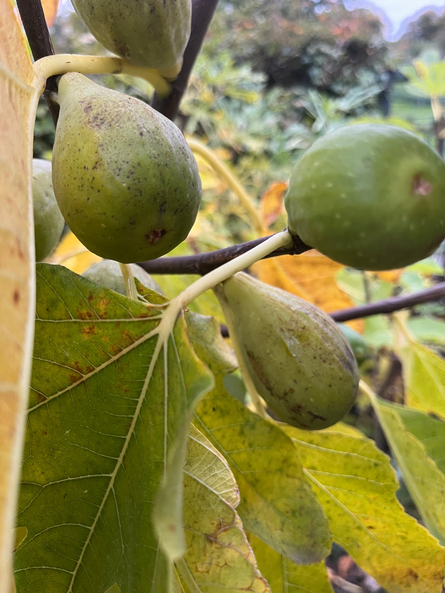 Croatian Yellow Giant