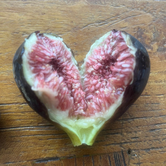 Violetta Bella cutting