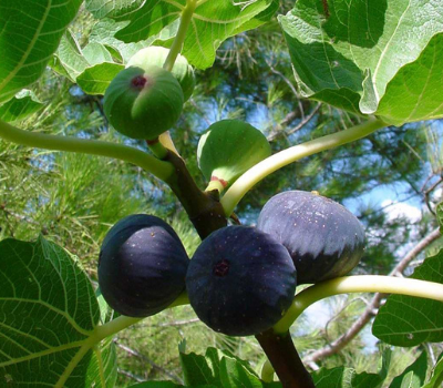 Violette de Solies cutting