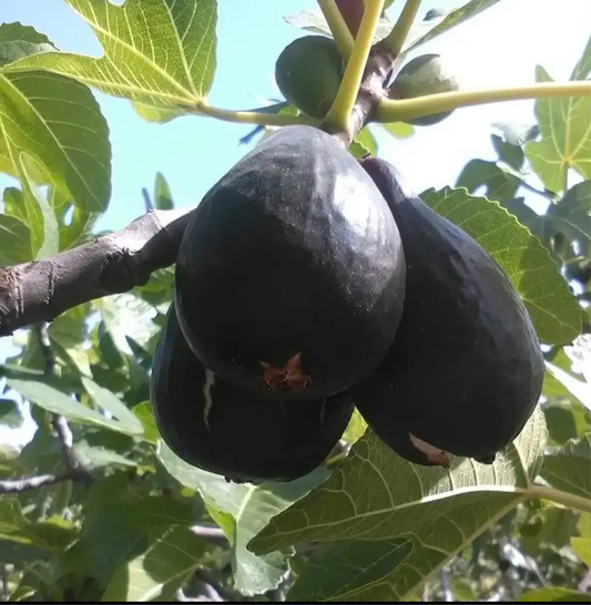 Violetta Gigante cutting