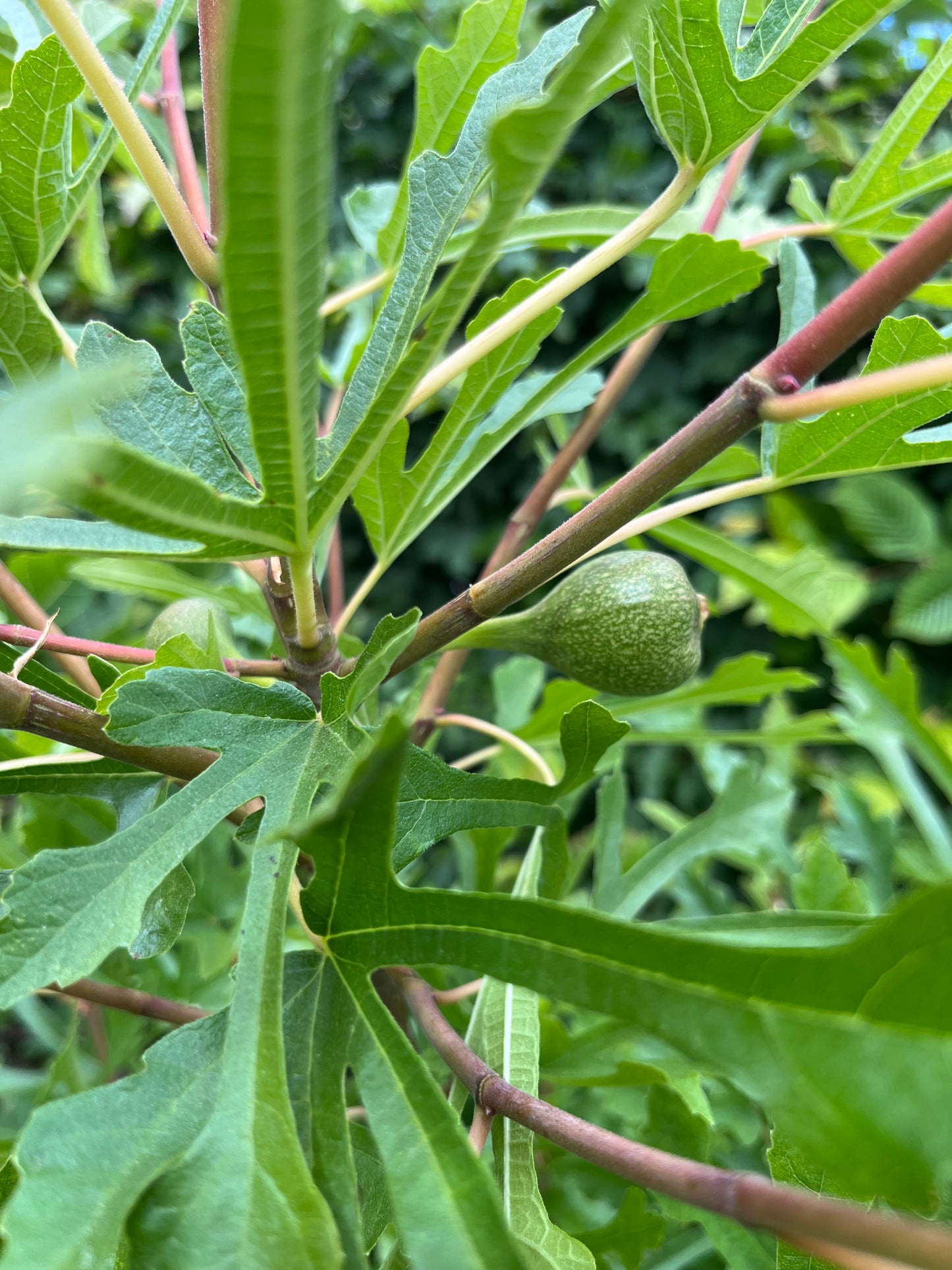 Ficus Johannis Digitata cutting