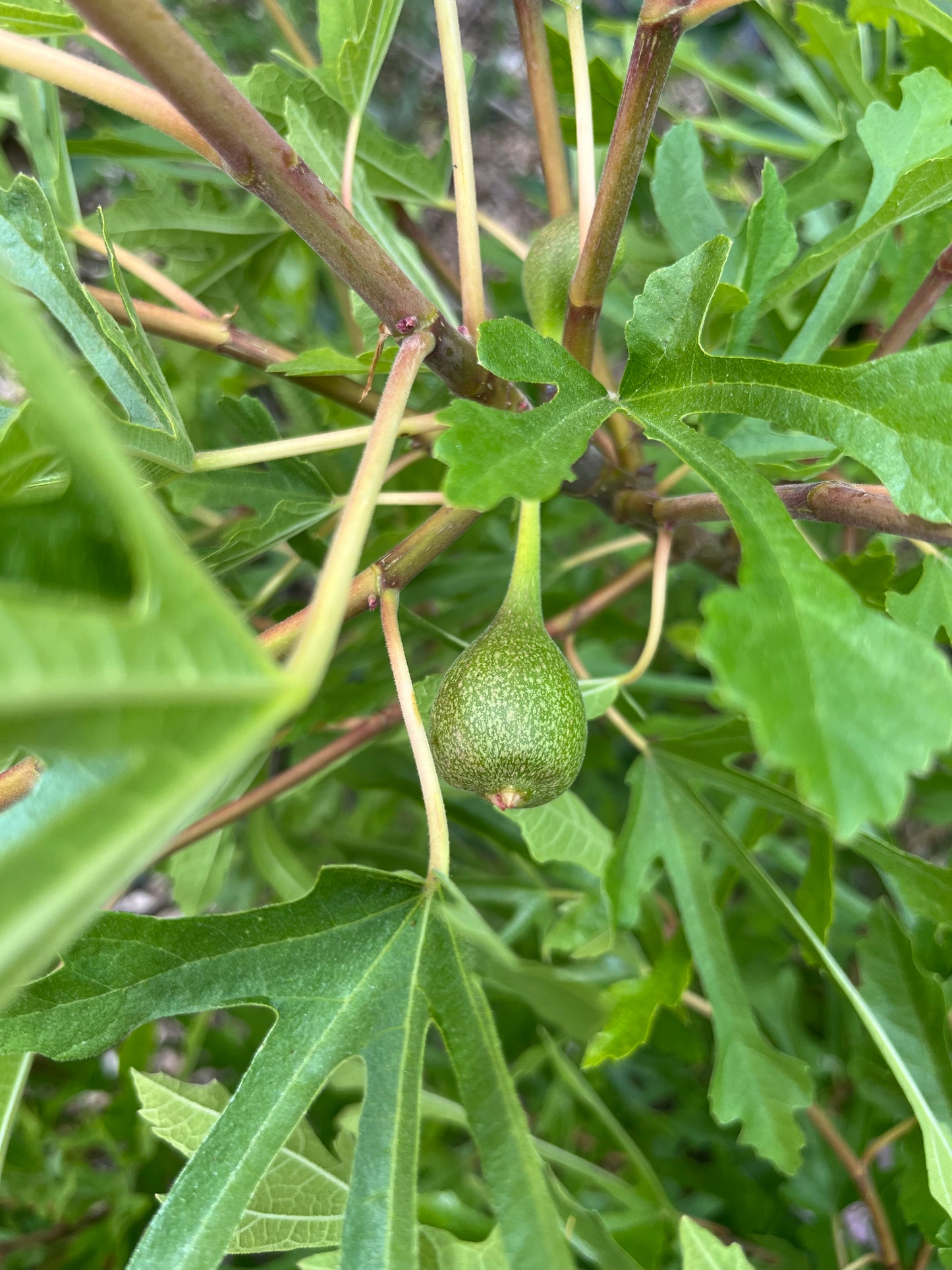 Ficus Johannis Digitata cutting