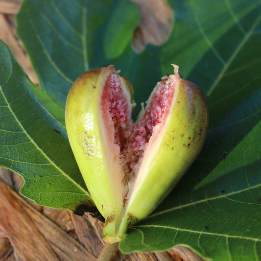 Dorreé 'Pepinieres Baud' cutting