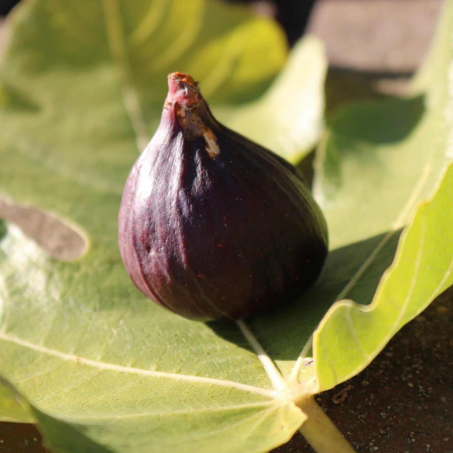 Violette de Solies cutting