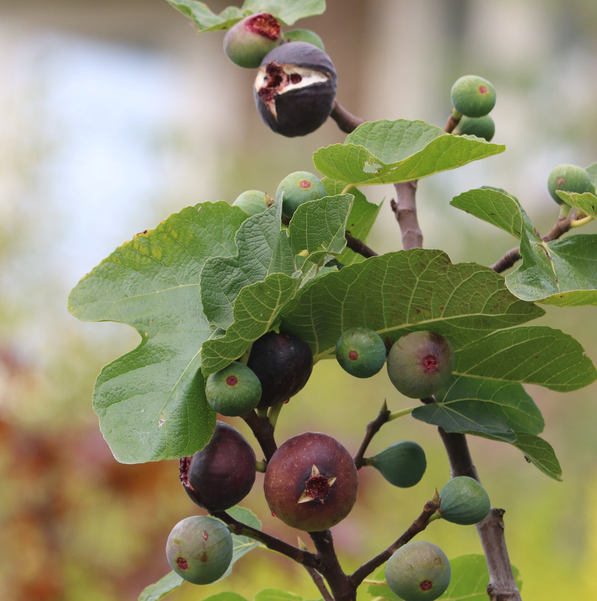 Sicilian Black cutting