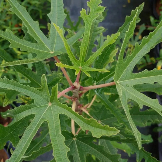 Ficus Johannis Digitata cutting