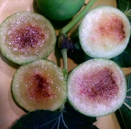 Verdone Bianco Tardivo cutting