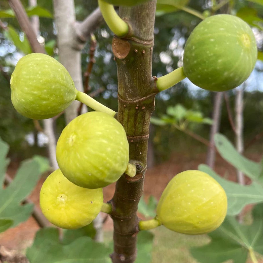 Marylane Seedless cutting