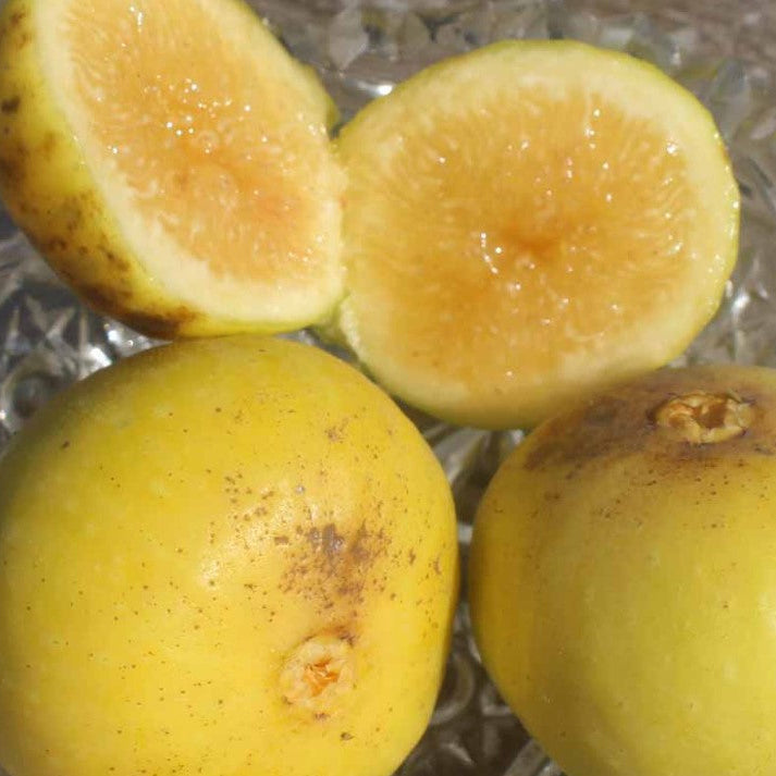 Marylane Seedless cutting